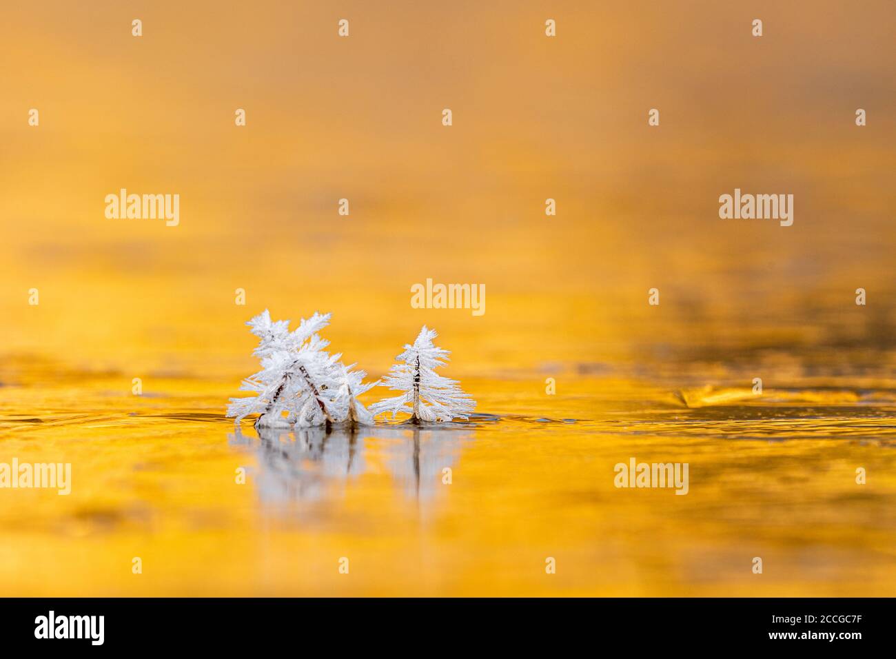 Cristalli di ghiaccio su lame di erba su una superficie congelata di acqua contro il sole Foto Stock