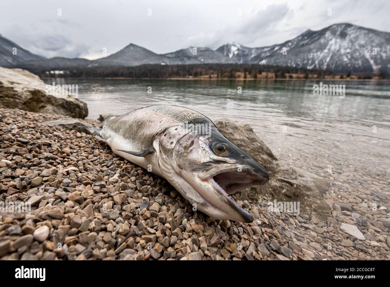 Un tesoro raro dal Walchensee, sogno di molti pescatori. Una massiccia trota di lago in primavera sulle rive del Walchensee con Herzogstand e H. Foto Stock