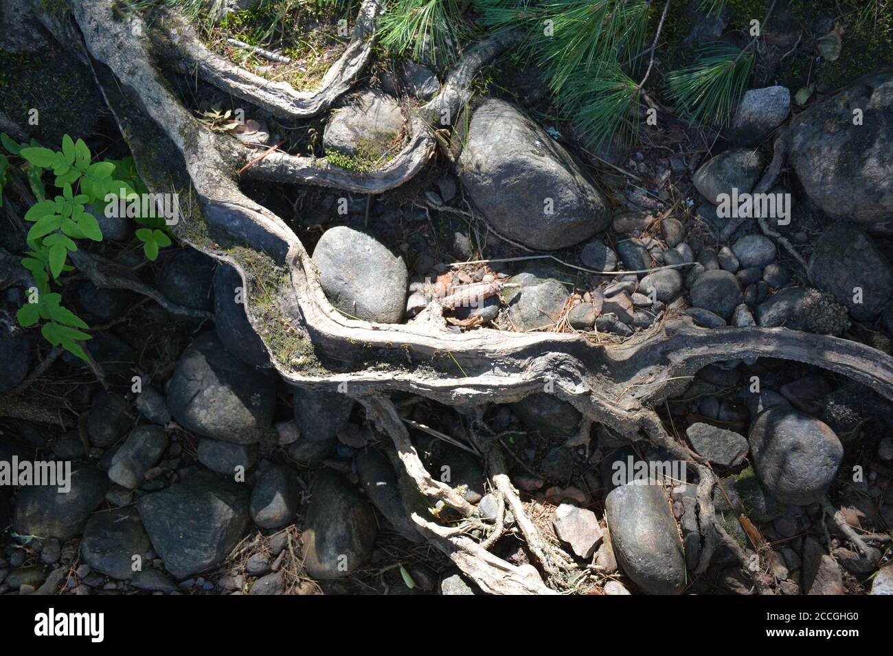 Radici gnarled alla base di un vecchio albero di cedro Foto Stock
