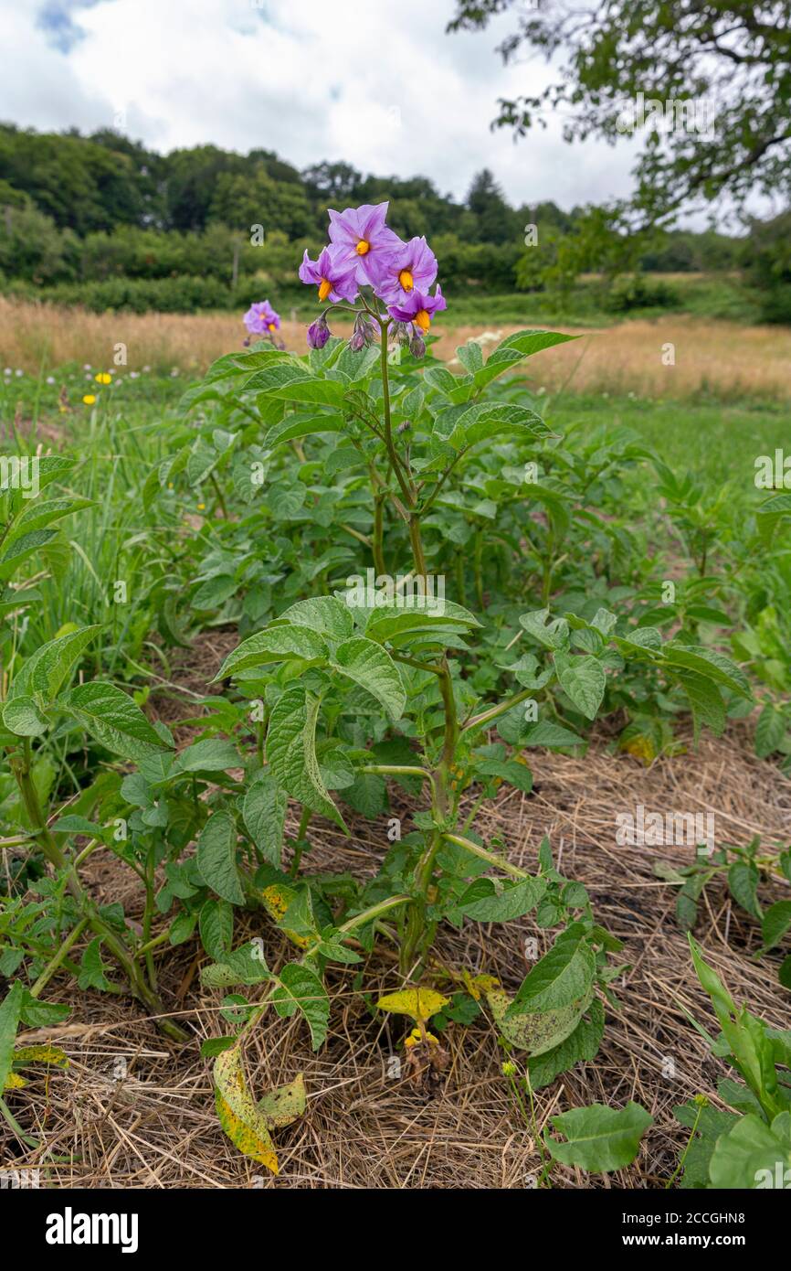Piante di patate biologiche fiorite in un letto di pacciame permaculture no dig. Foto Stock