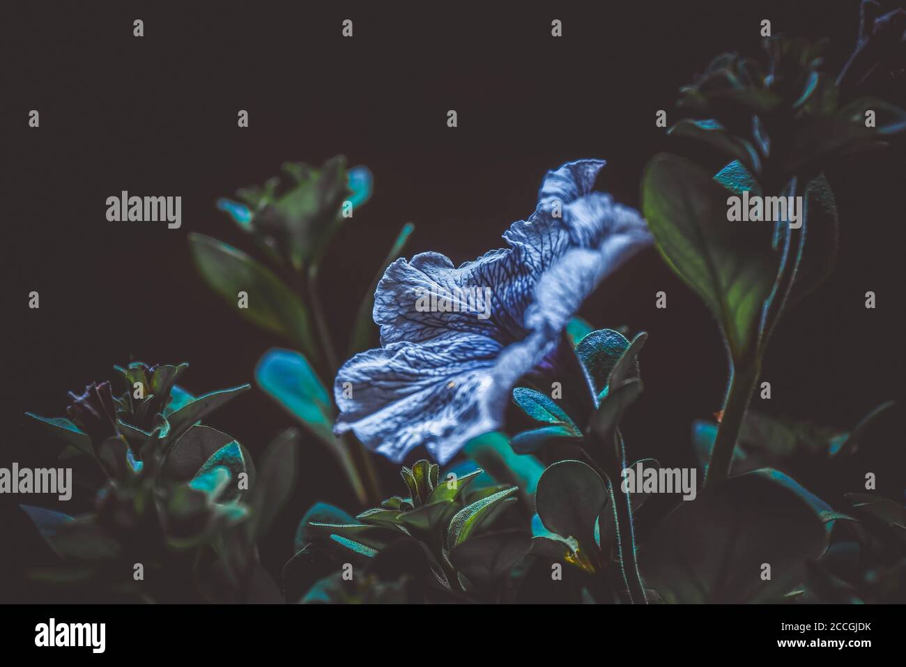 giardino lunare Foto Stock
