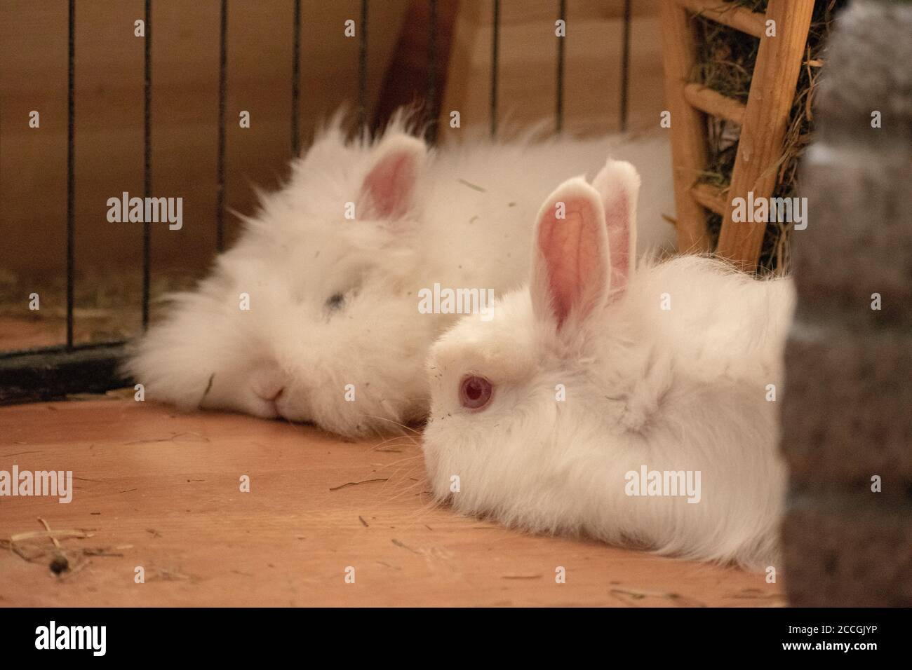 Primo piano di due simpatici coniglietti Foto Stock