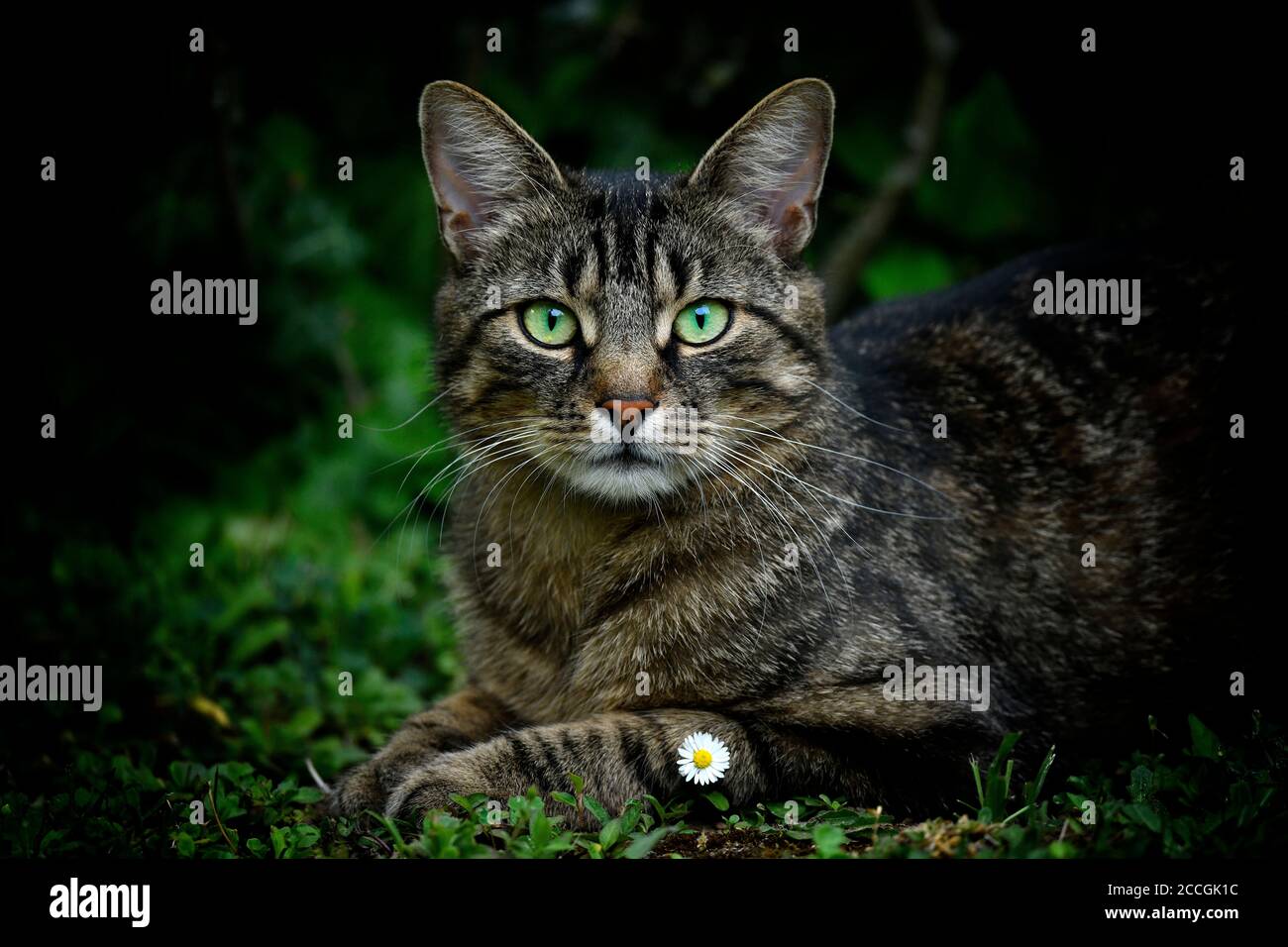 Gatto domestico, gatto tomo, ritratto animale, Stoccarda, Baden-Württemberg, Germania Foto Stock