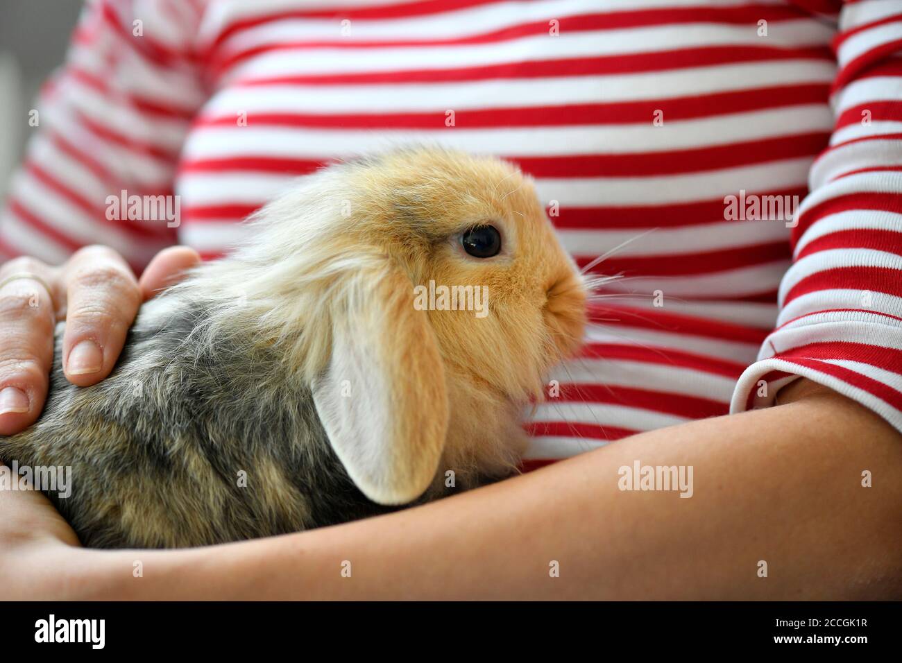 Coniglio di ariete, ariete nana (Oryctolagus cuniculus), giovane animale, 10 settimane, in fase di pettaggio, Karlsruhe, Baden-Württemberg, Germania Foto Stock