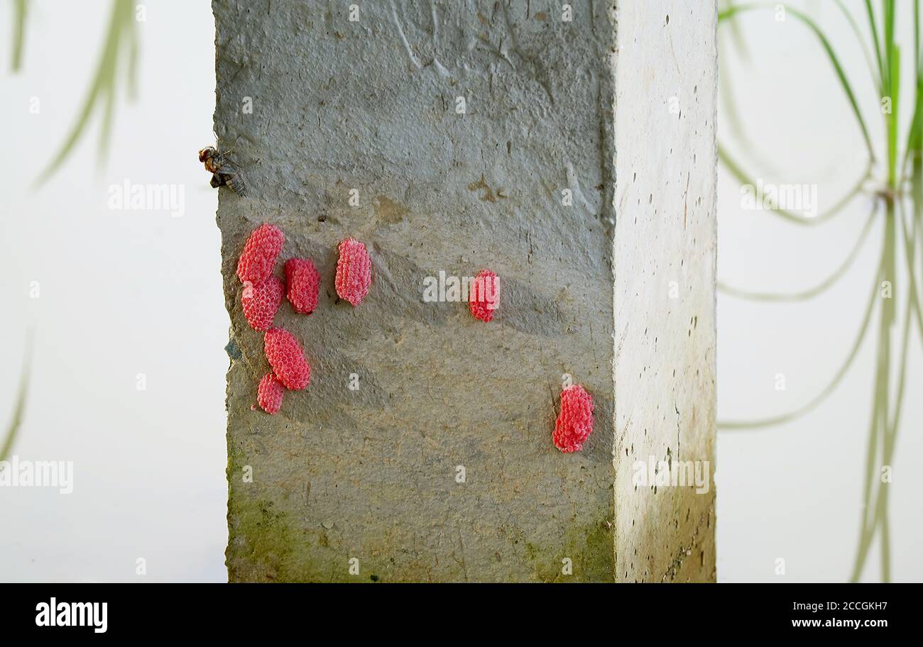 Uova di lumaca di mele dorate o canaliculata di Pomacea posate sopra Un palo di ponte in cemento in Paddy Field Foto Stock