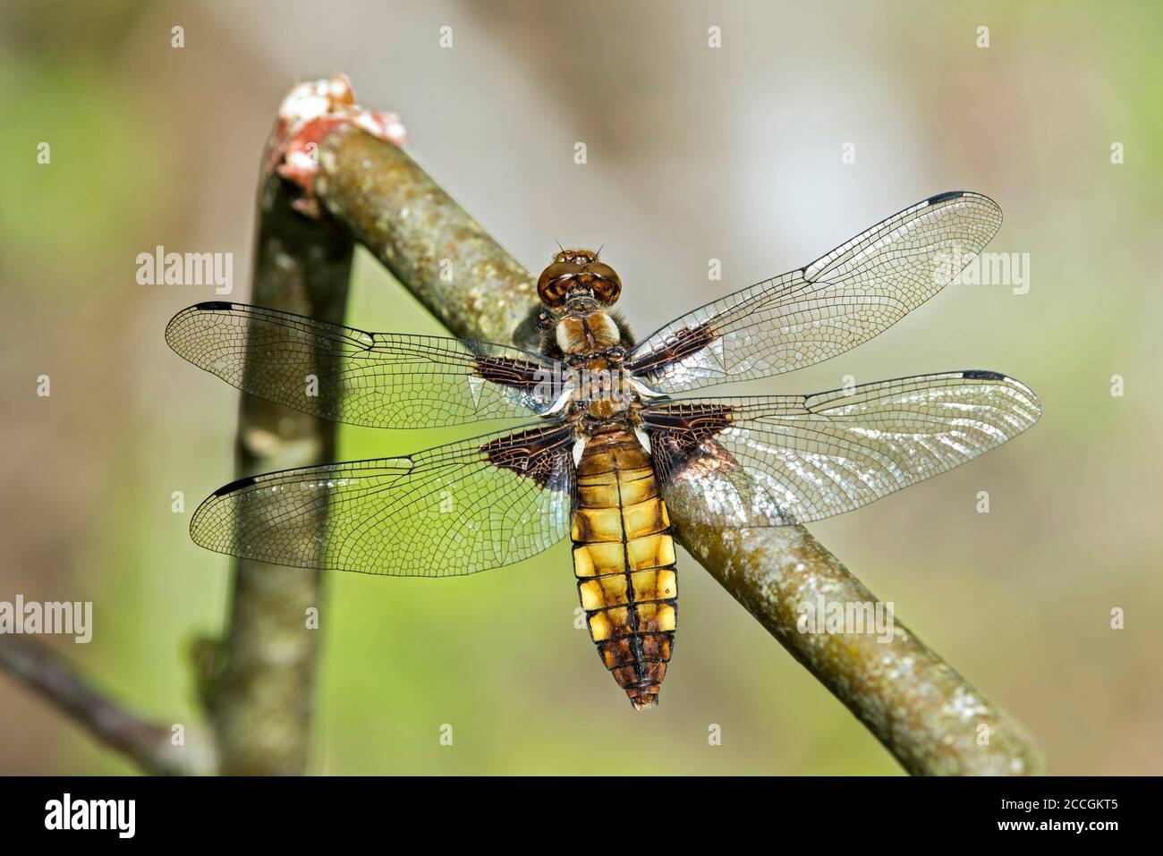 Pancia piatta (Libellula depressa), femmina, famiglia della libellula (Libellulidae), cantone di Ginevra, Svizzera Foto Stock