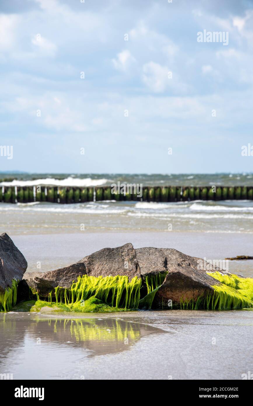 Frangiflutti, groynes, kelp, Mar Baltico Foto Stock