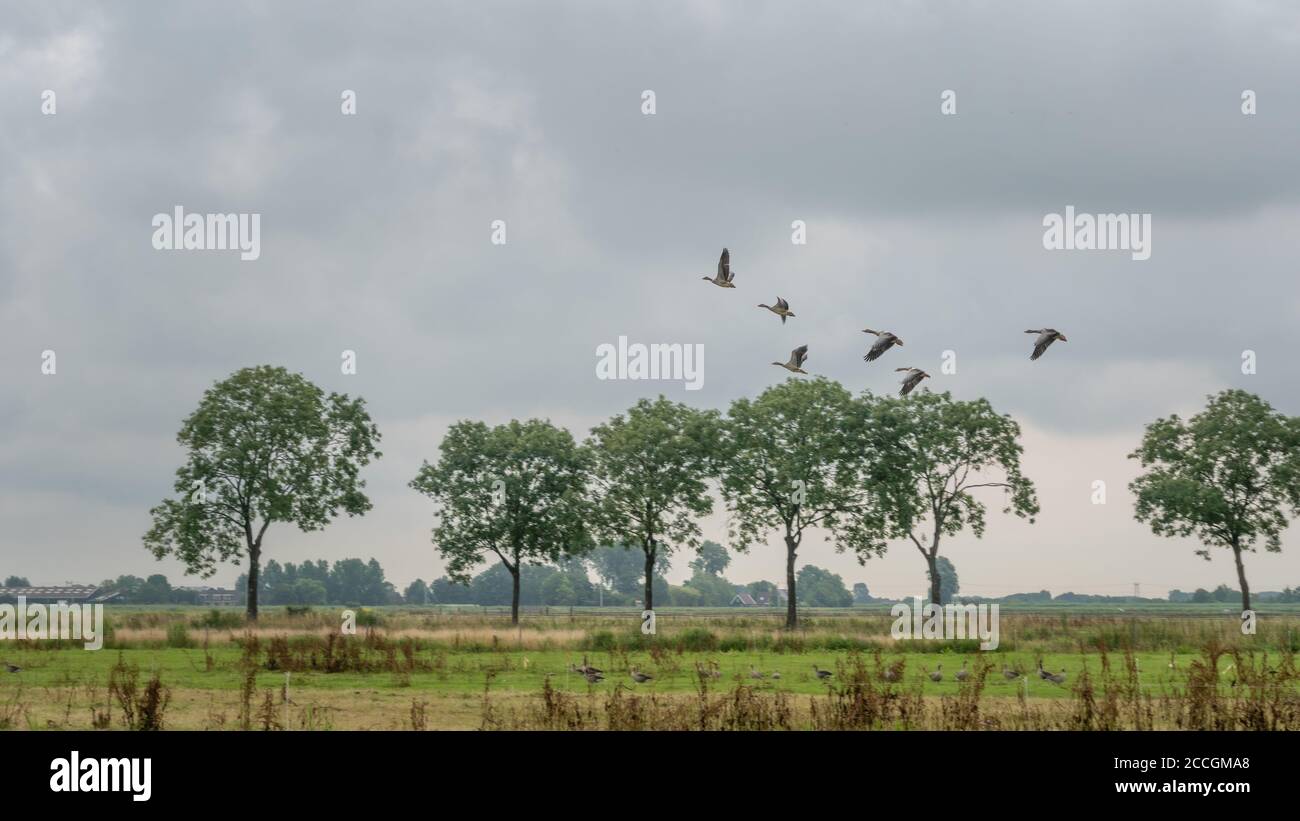 Gruppo op oche che prende su prati con più oche e fila di pioppi, sotto un cielo scuro piovoso. Kwadijk, Olanda del Nord, Paesi Bassi. Foto Stock