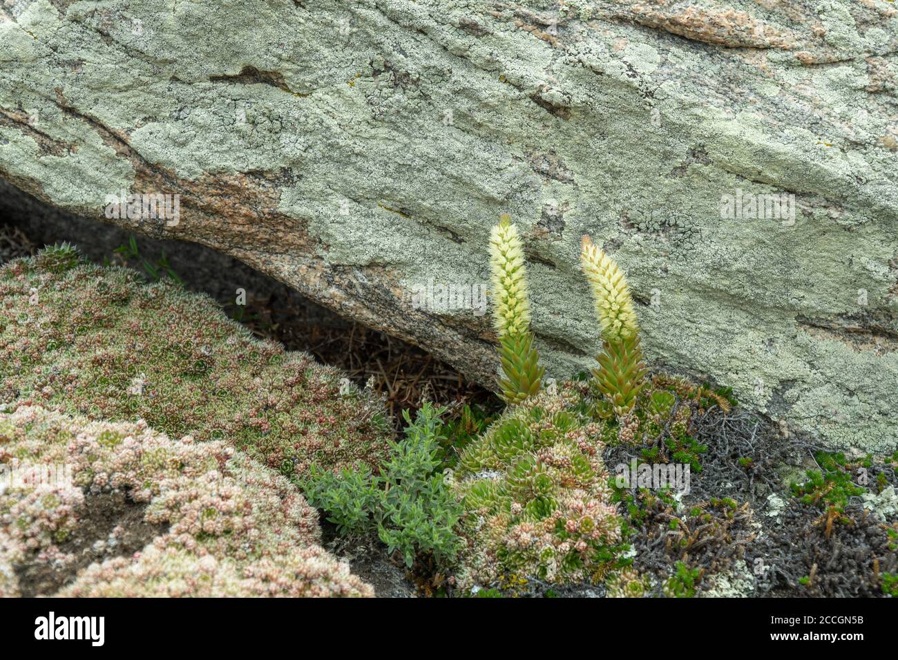 Orostachys spinosa cresce su superfici sassose. Fuoco selettivo. Piante dell'isola di Olkhon sul lago Baikal. Foto Stock