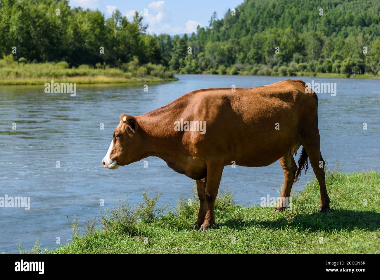 Mucca rimane su un prato verde estivo vicino al fiume Foto Stock