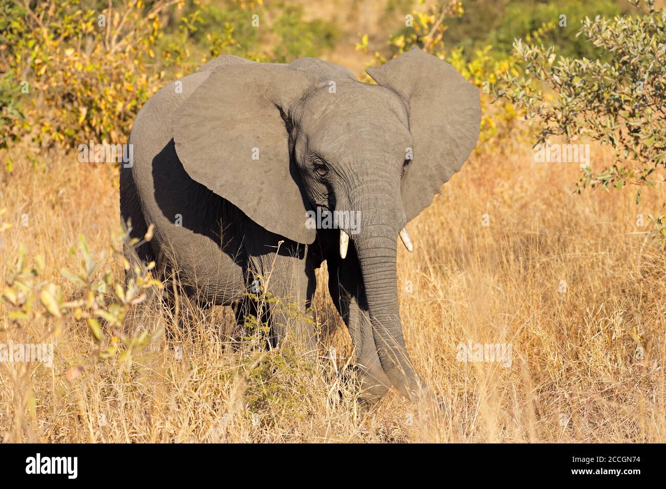 Un giovane elefante africano (Loxodonta africana) in habitat naturale, Kruger National Park, Sudafrica Foto Stock