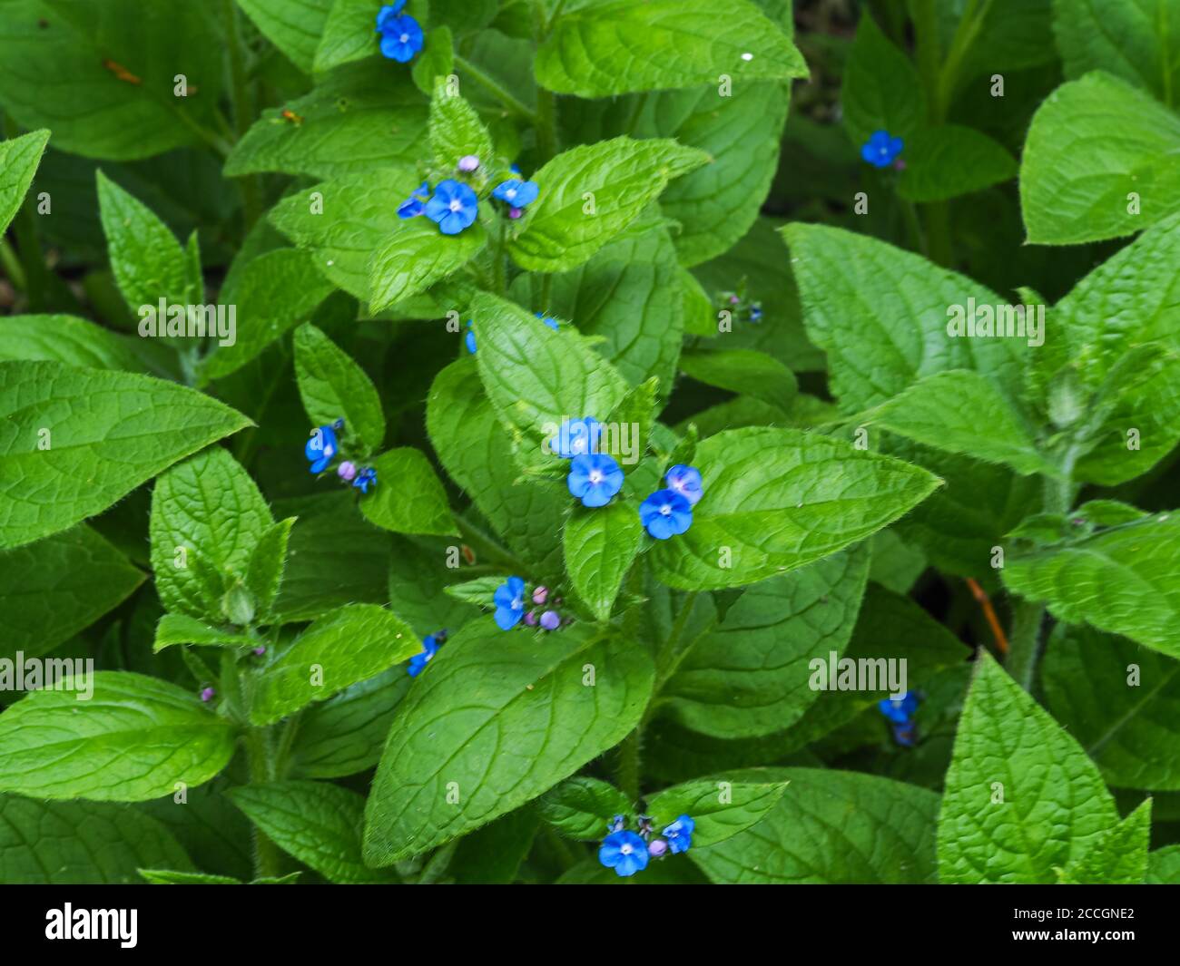 Pianta di alcanet verde, Pentaglottis sempervirens, con fiori blu e foglie verdi Foto Stock