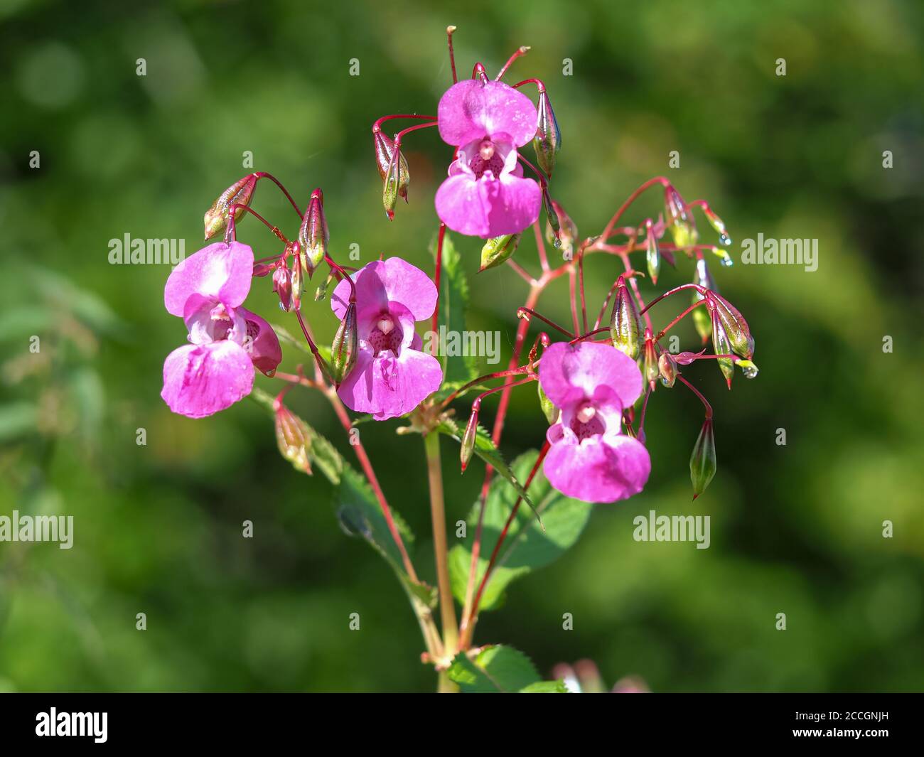 Bellissimi fiori rosa della specie invasive Himalayan balsam, Impatiens glandulifera Foto Stock