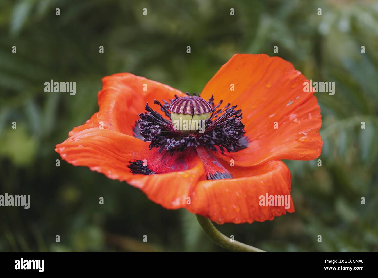 Papavero, fioritura con gocce di pioggia, papaver, pianta, giardino, natura Foto Stock