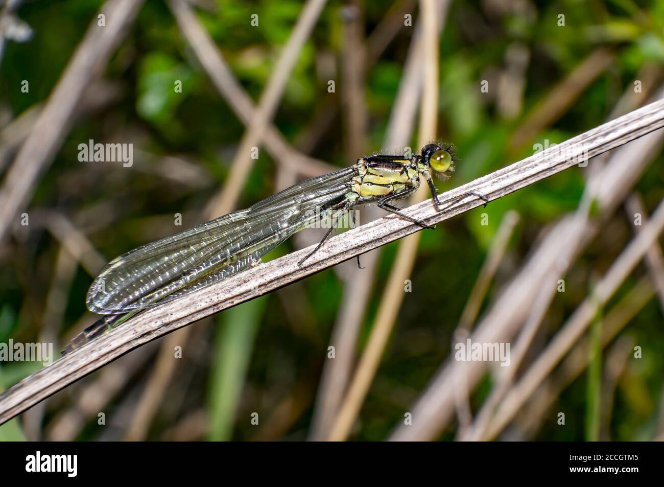 Green Dragon Fly in natura stagione estiva Foto Stock