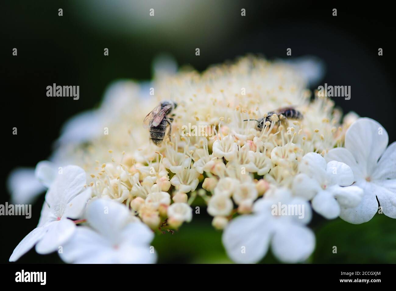 vista ravvicinata dell'ape di miele che raccoglie polline su fiori aperti su sfondo sfocato Foto Stock