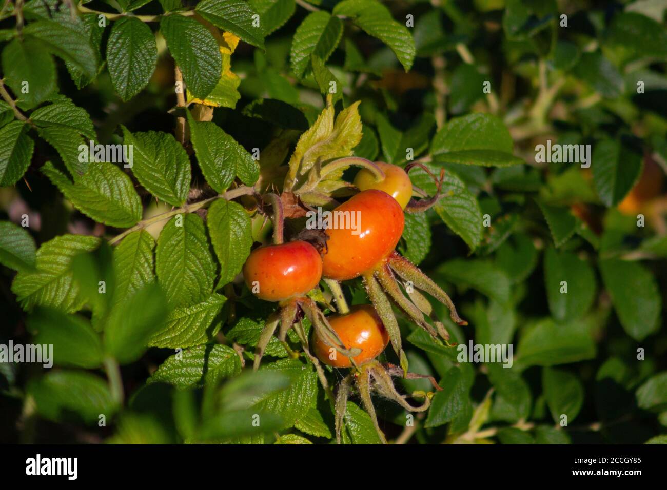 Le anche di rose, il frutto di una pianta di rosa di Spray di sale, brillano nella luce del sole alla riserva naturale nazionale di Jamaica Bay. Foto Stock