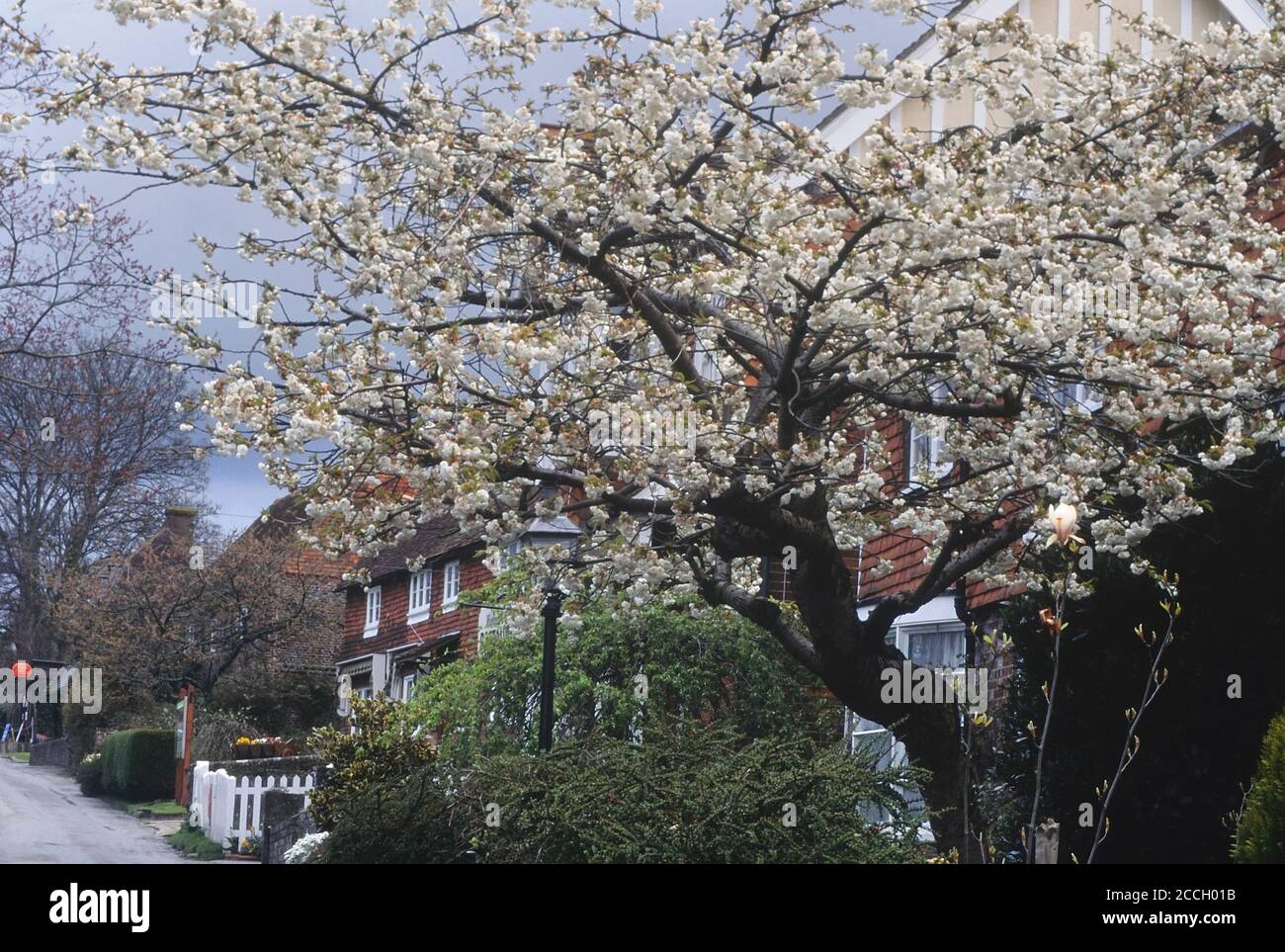 Primavera, Sedlescombe Village, Sussex orientale, Inghilterra, Regno Unito Foto Stock