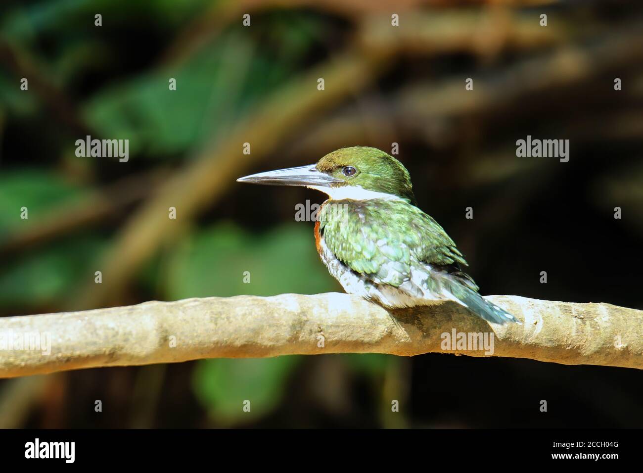 Martin pescatore verde maschio (Chloroceryle americana) arroccato su un albero, Costa Rica Foto Stock