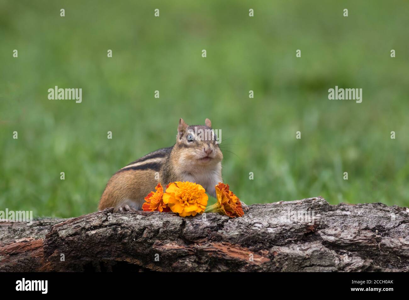 Chipmunk orientale, Tamias striatus, con una arachidi accanto allo scarecrow Foto Stock