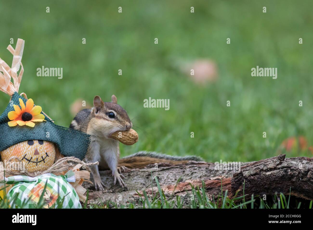 Chipmunk orientale, Tamias striatus, con una arachidi accanto allo scarecrow Foto Stock