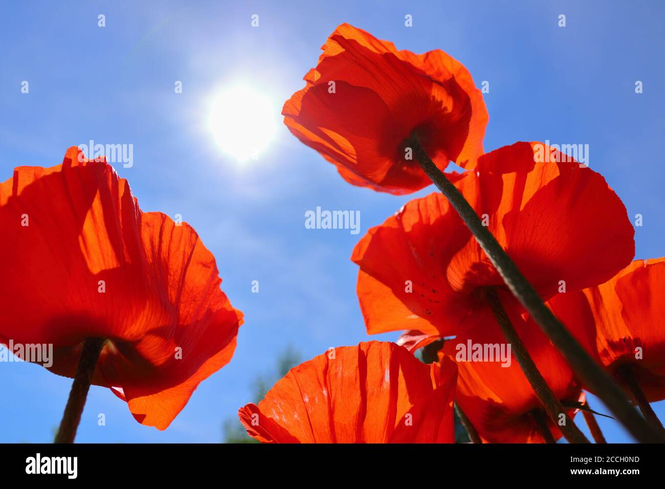 Scatto ad angolo ridotto di papaveri orientali rossi brillanti (Papaver orientale) contro il cielo blu Foto Stock