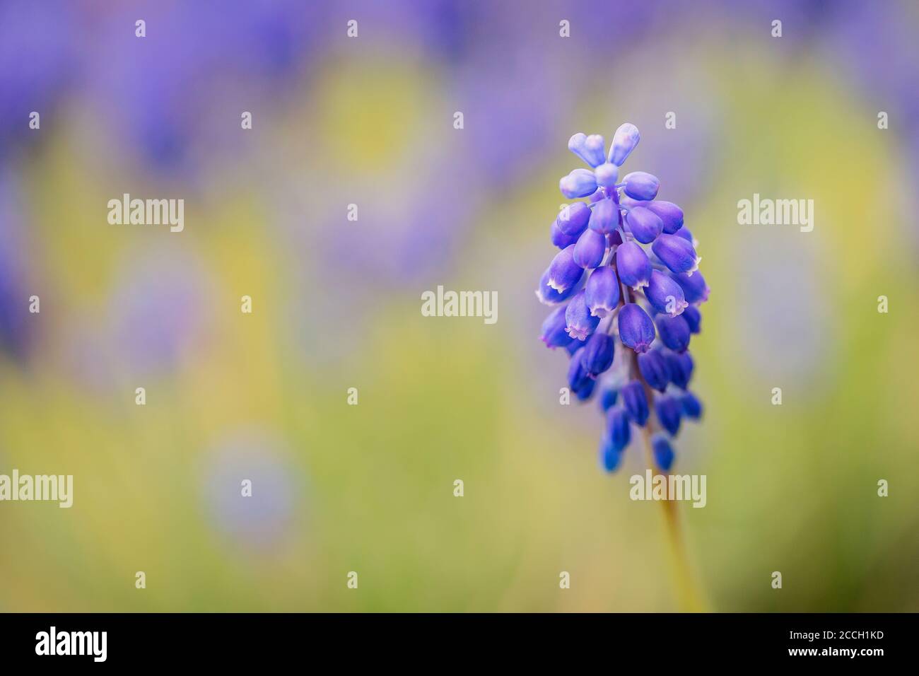 Giacinto di uva Armena blu o Muscari armeniacum fiore con una sfondo bokeh Foto Stock