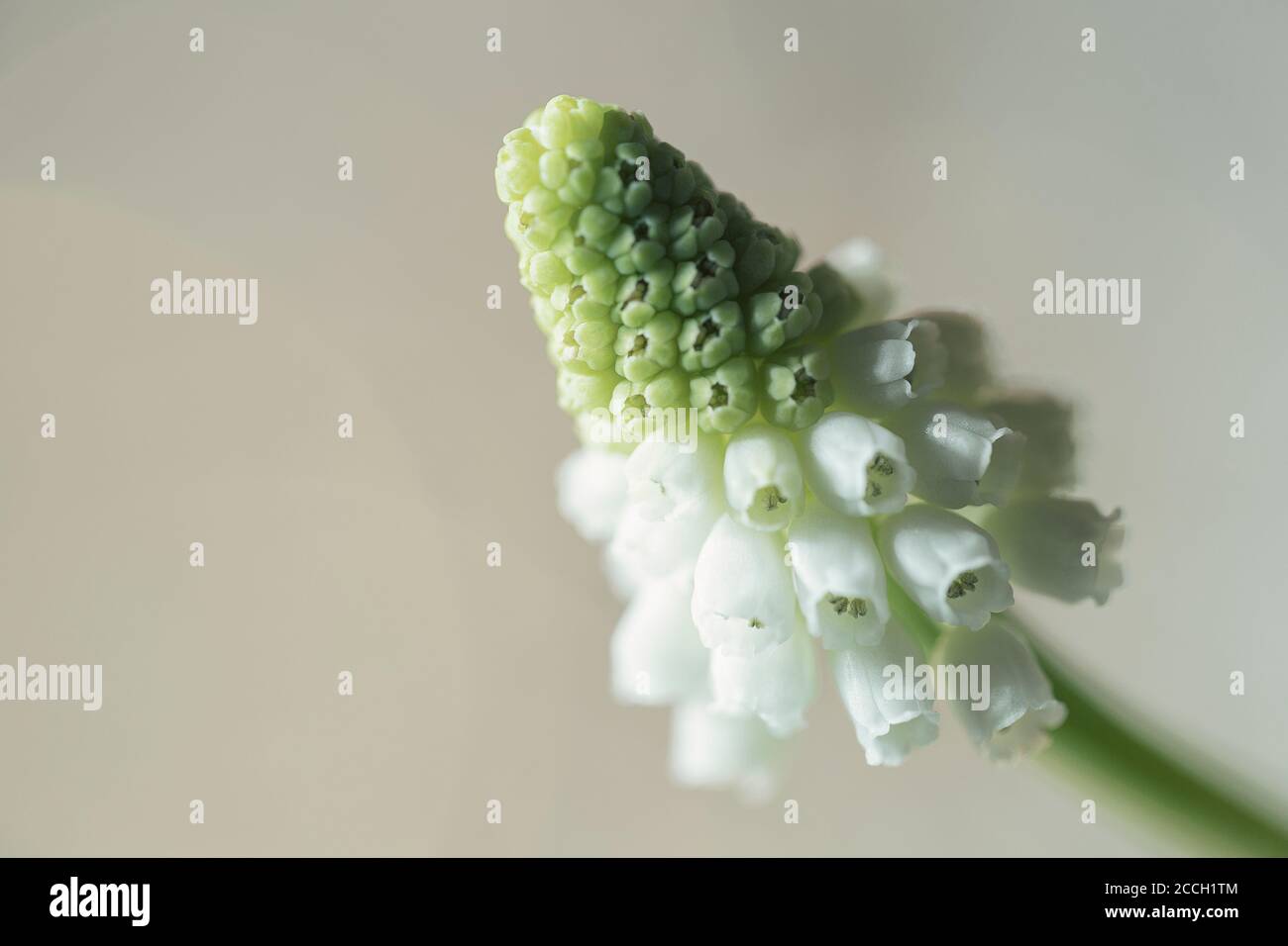 Bianco giacinto di uva armena o Muscari armeniacum fiore con una sfondo bokeh Foto Stock