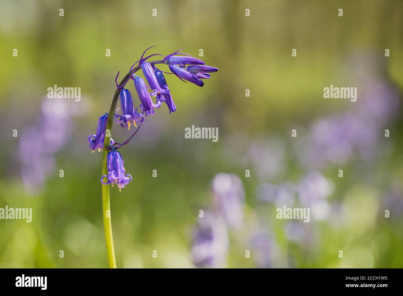 Viola-blu; Bluebell comune, Bluebell, Hyacintoides non-scripta fiore con uno sfondo bokeh Foto Stock