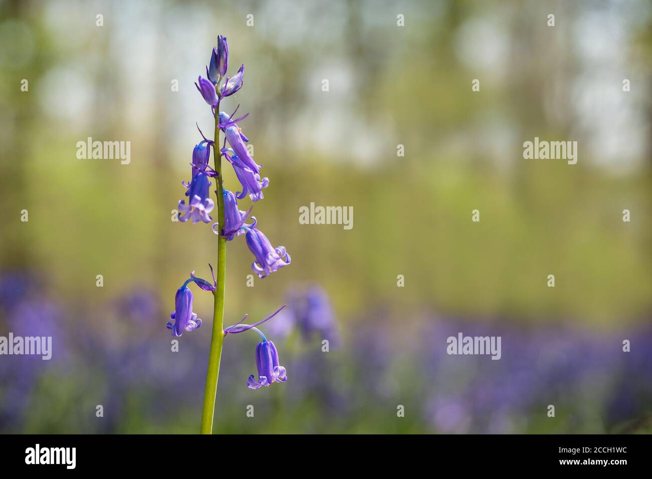 Viola-blu; Bluebell comune, Bluebell, Hyacintoides non-scripta fiore con uno sfondo bokeh Foto Stock