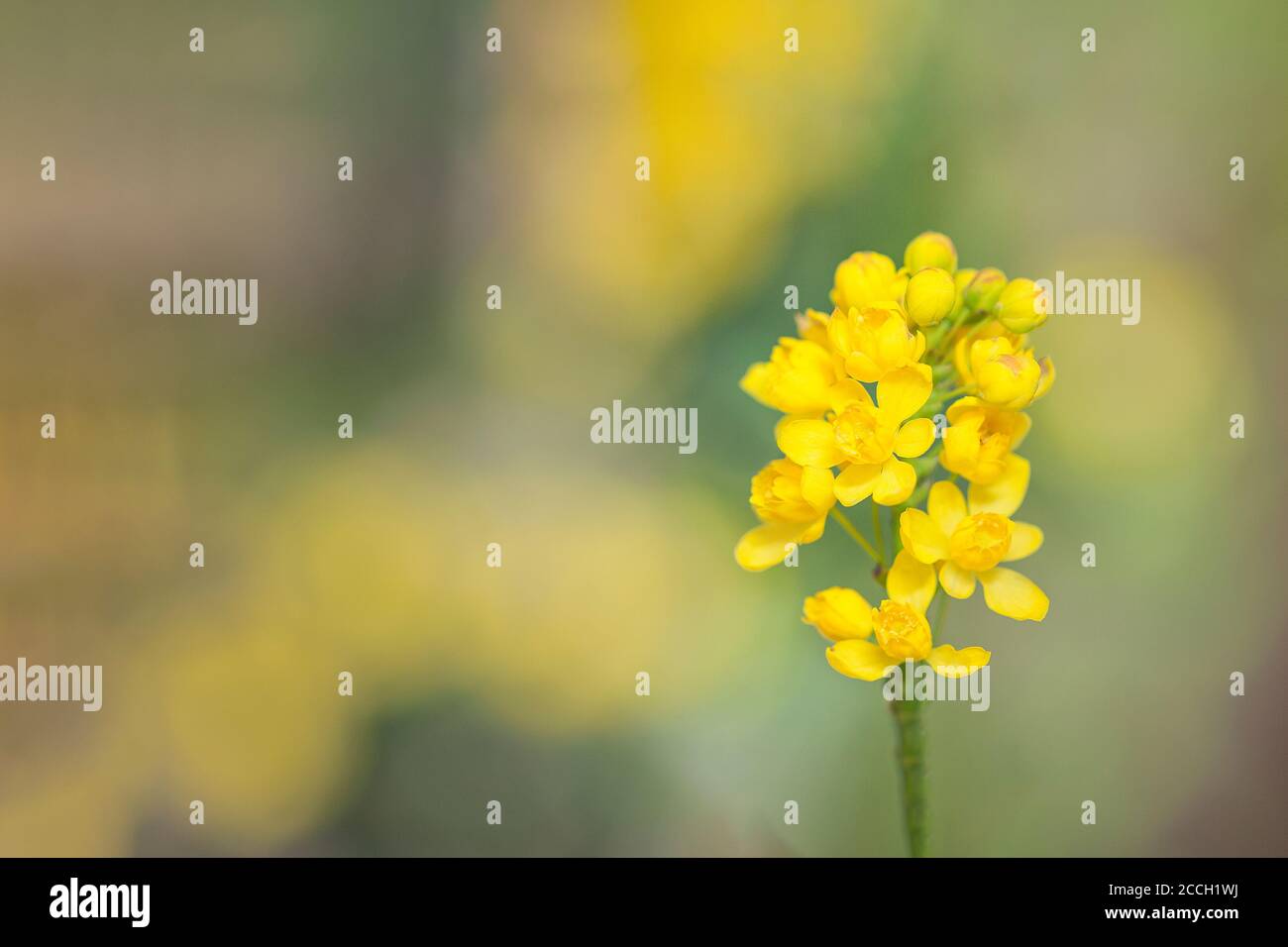 Uva Oregon in fiore gialla (Mahonia aquifolium) fiore con sfondo bokeh Foto Stock