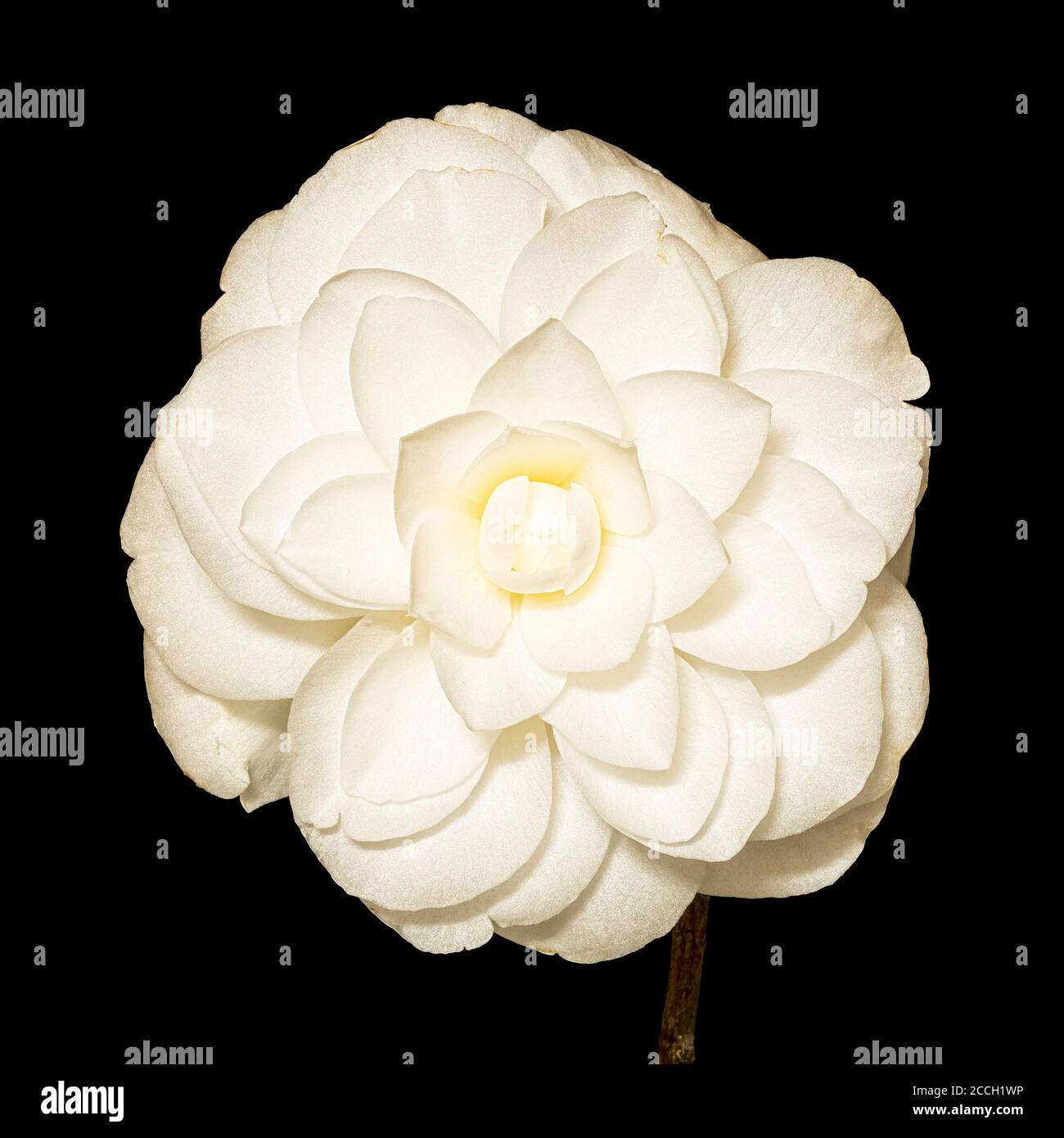 Fiori bianchi di Camellia (Theaceae) con fondo nero Foto Stock