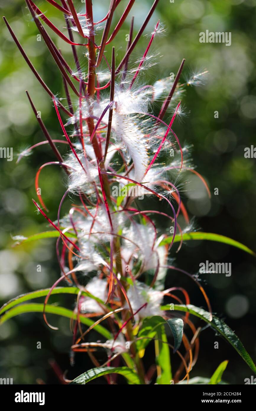 Primo piano di capsule aperte di semi di fireweed che espongono il lucido e. Semi di filigrana alla fine dell'estate norvegese Foto Stock