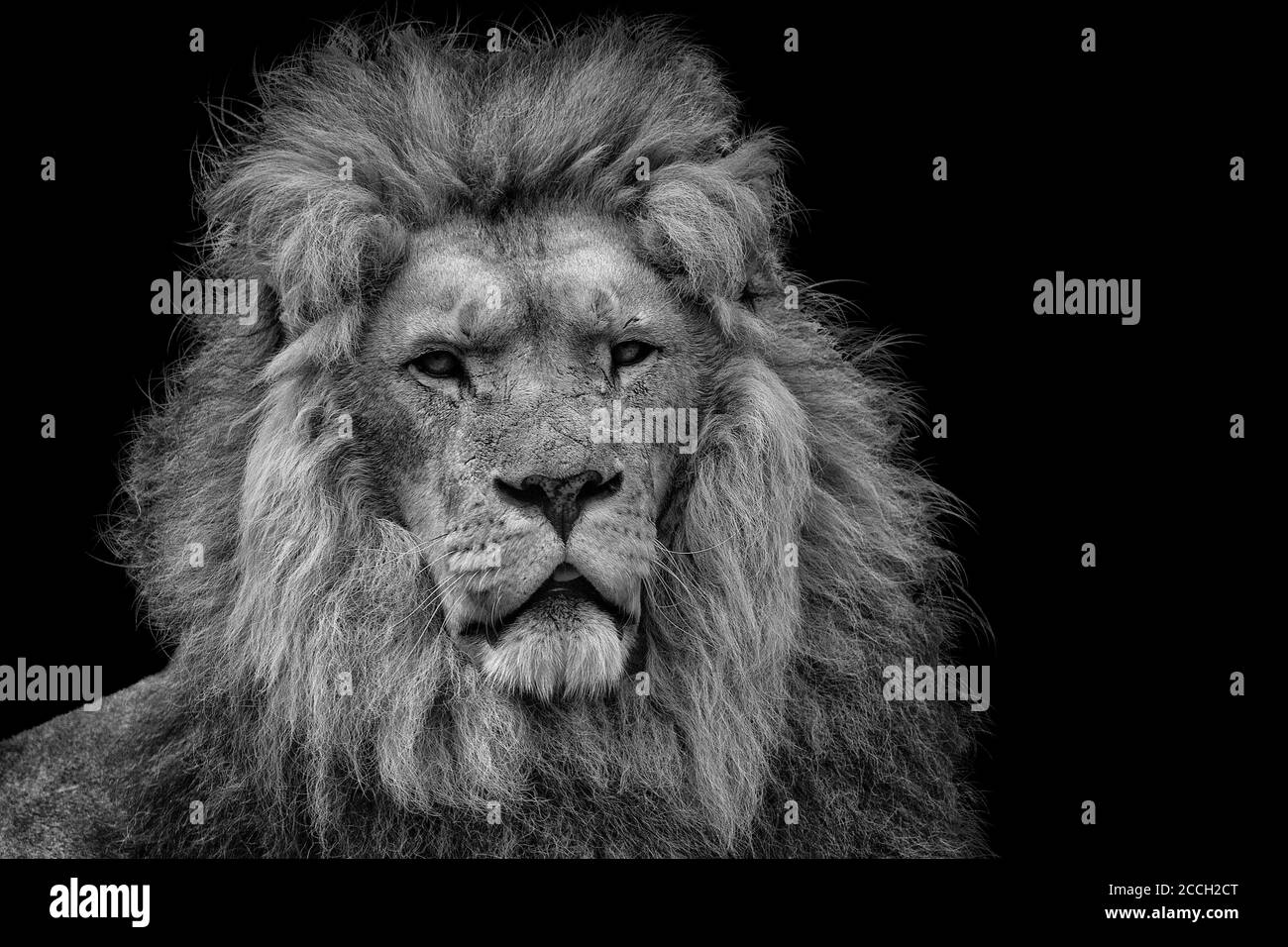 Un leone isolato in bianco e nero con un nero sfondo Foto Stock