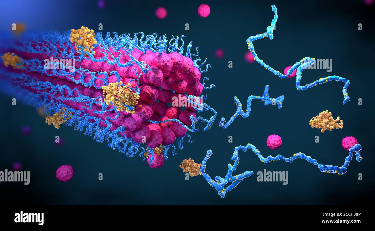 Gli enzimi proteici si piegano nella loro struttura per adempiere la loro funzione - illustrazione 3d Foto Stock