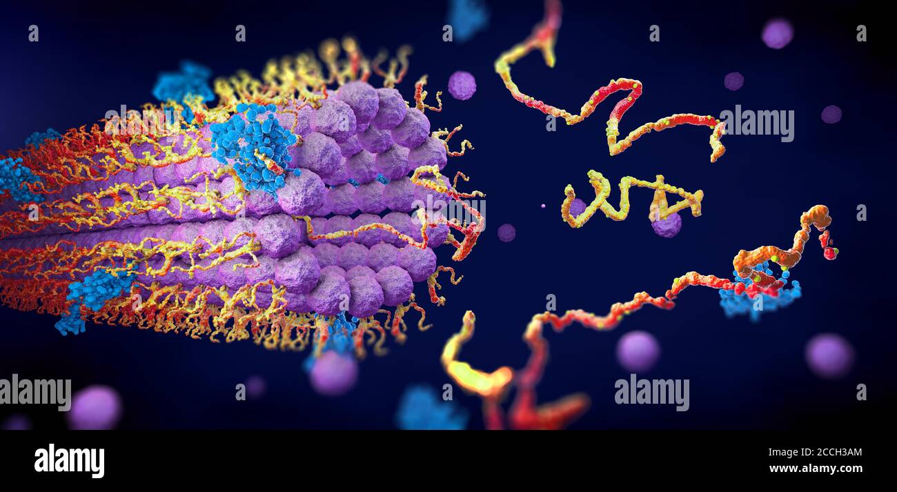 Gli enzimi proteici si piegano nella loro struttura per adempiere la loro funzione - illustrazione 3d Foto Stock