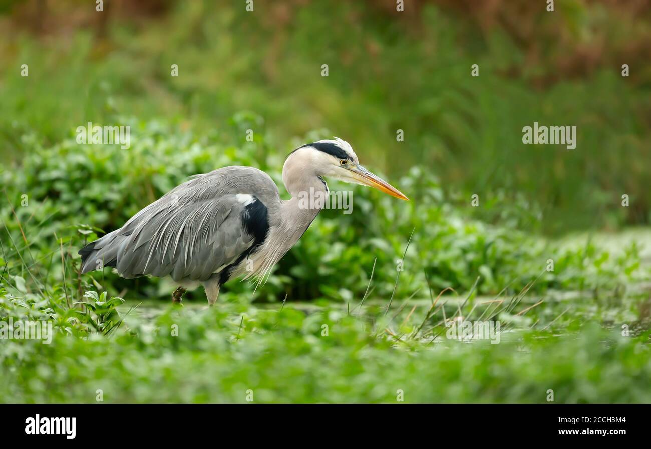 Primo piano di un airone grigio (Ardea cinerea) pesca in uno stagno, Regno Unito. Foto Stock