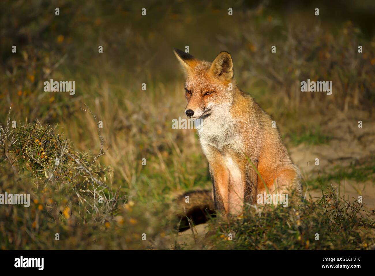 Primo piano di una giovane volpe rossa (Vulpes vulpes) seduta in erba. Foto Stock