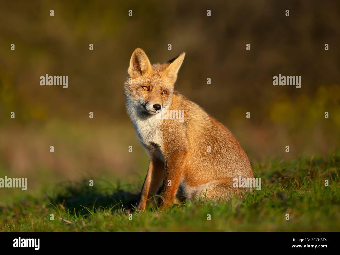 Primo piano di una giovane volpe rossa (Vulpes vulpes) seduta in erba. Foto Stock