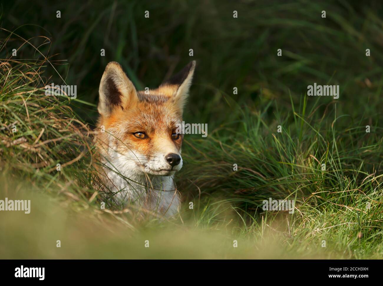 Primo piano di una volpe rossa (Vulpes vulpes) che pungono il naso da un buco di burrowing nel campo di erba. Foto Stock
