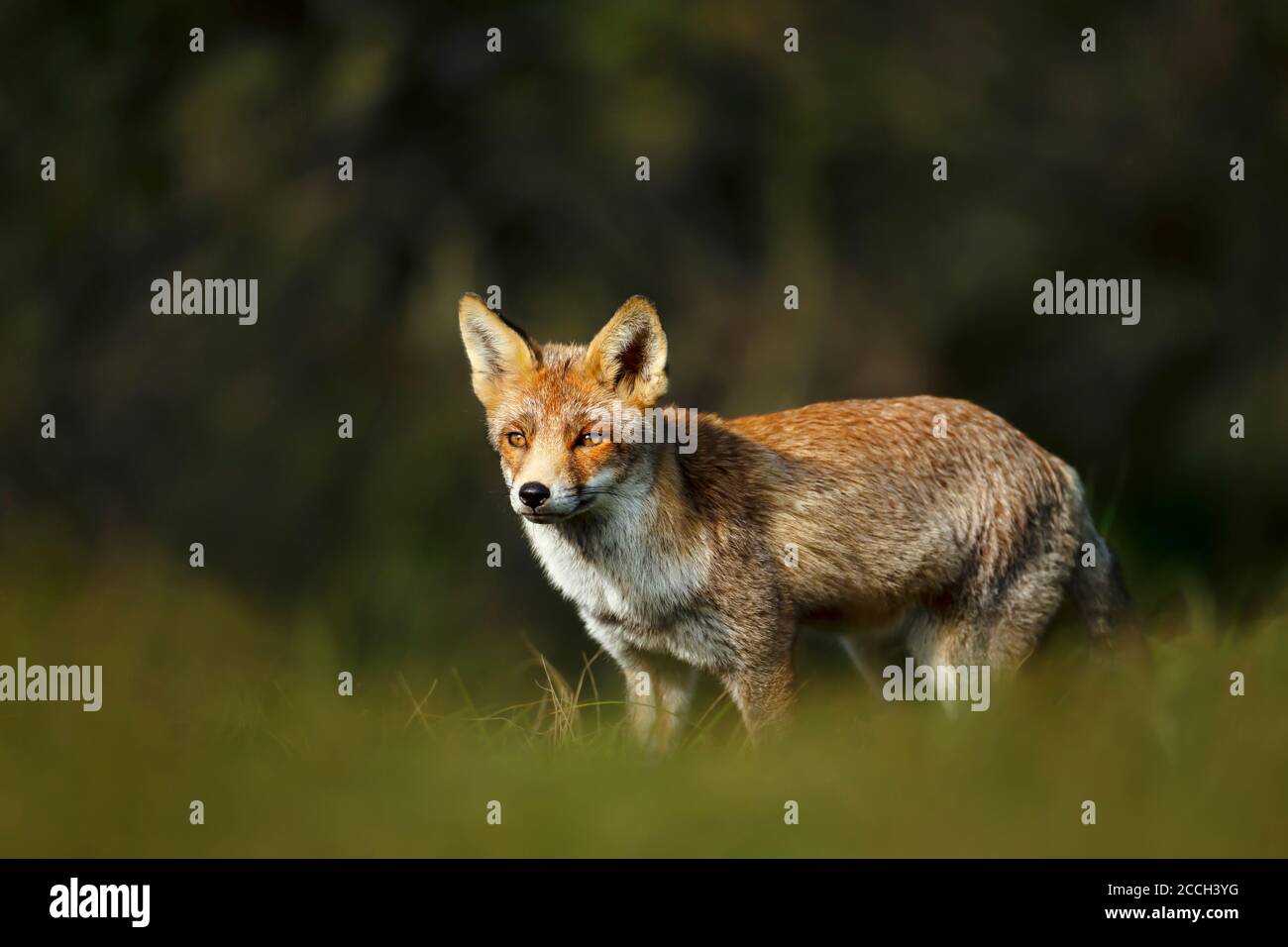 Primo piano di una giovane volpe rossa (Vulpes vulpes) in piedi in erba. Foto Stock
