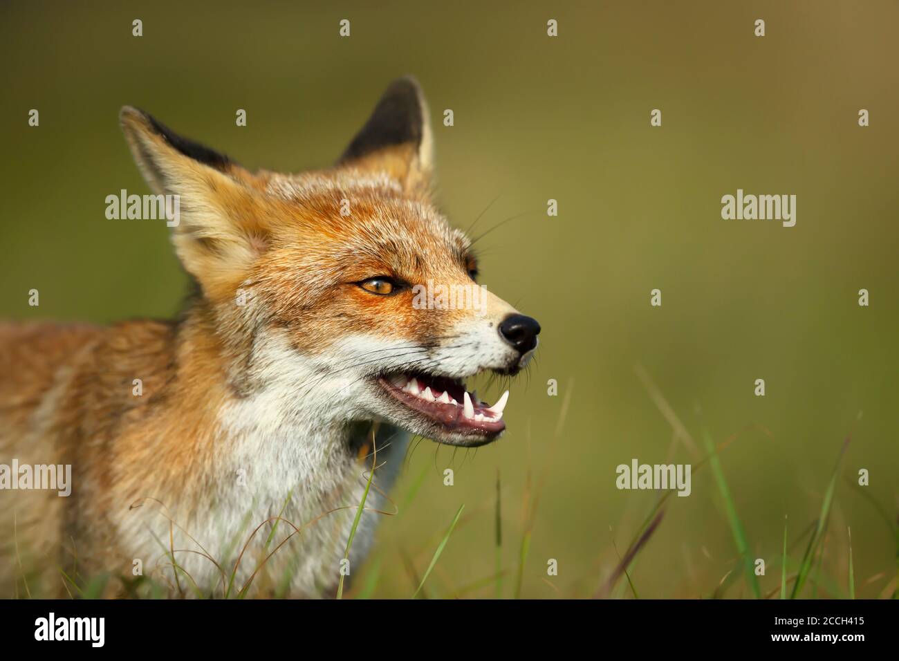 Primo piano di una volpe rossa (Vulpes vulpes) su sfondo verde. Foto Stock