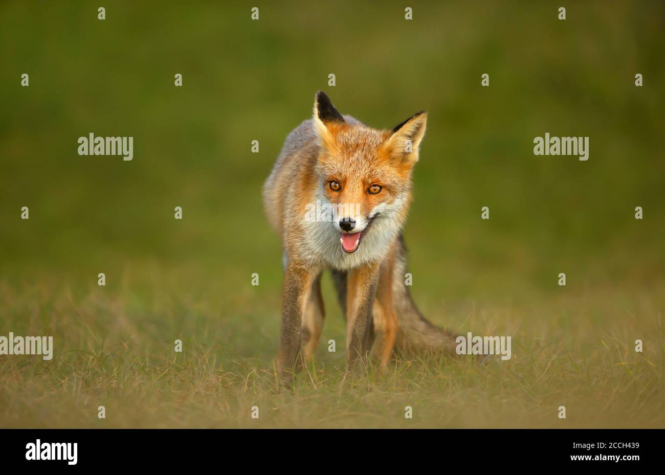 Primo piano di una divertente volpe rossa (Vulpes vulpes) in piedi sull'erba. Foto Stock