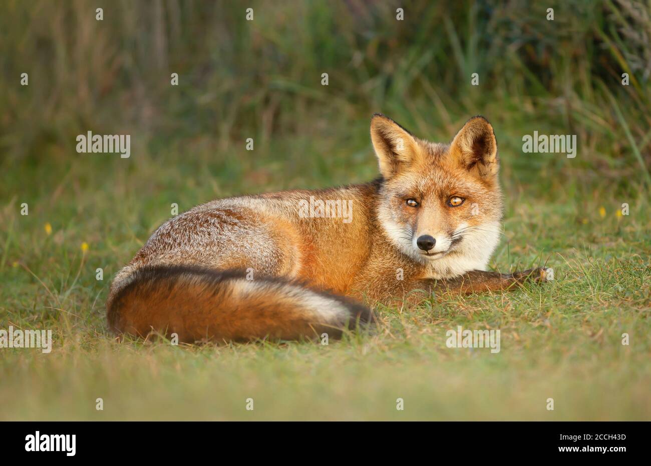 Primo piano di una volpe rossa (Vulpes vulpes) che giace sull'erba durante il giorno, Regno Unito. Foto Stock