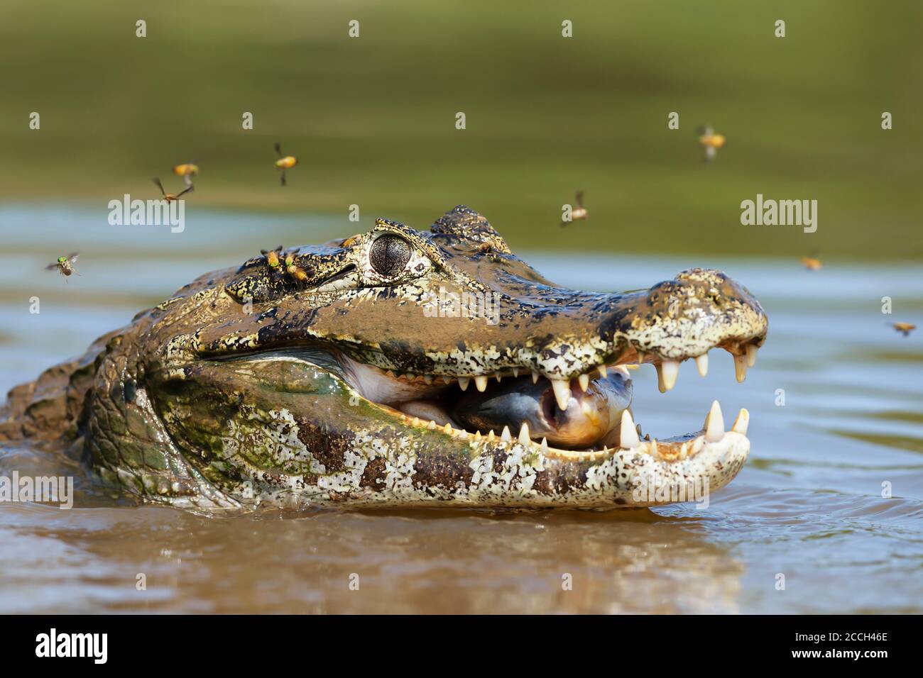 Primo piano di un caiman Yacare (Caiman yacare) mangiare piranha in un fiume, Pantanal Sud, Brasile. Foto Stock
