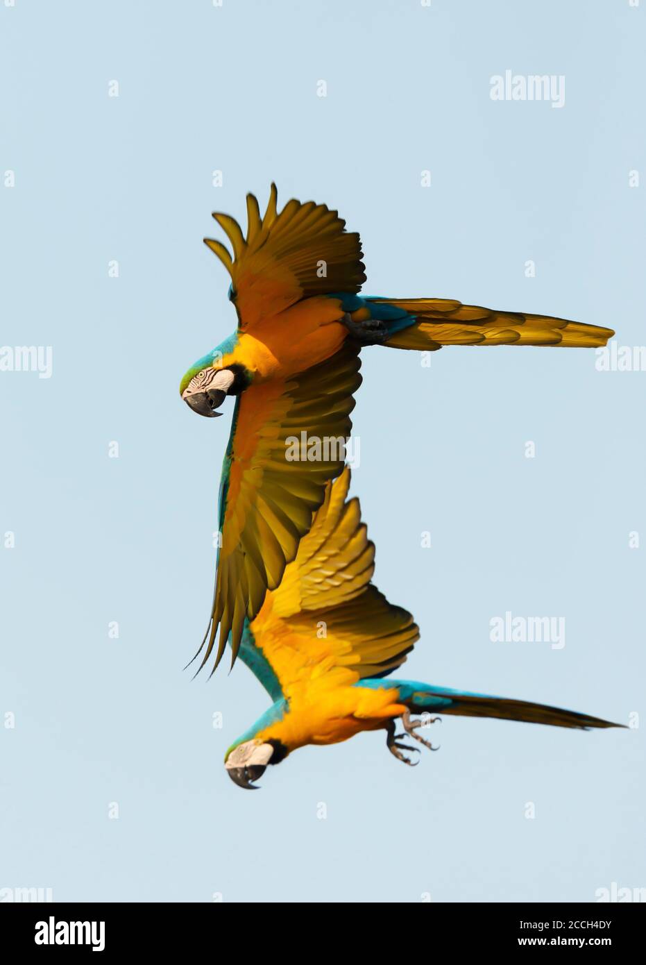 Primo piano di due macaws blu e giallo in volo, Pantanal Sud, Brasile. Foto Stock