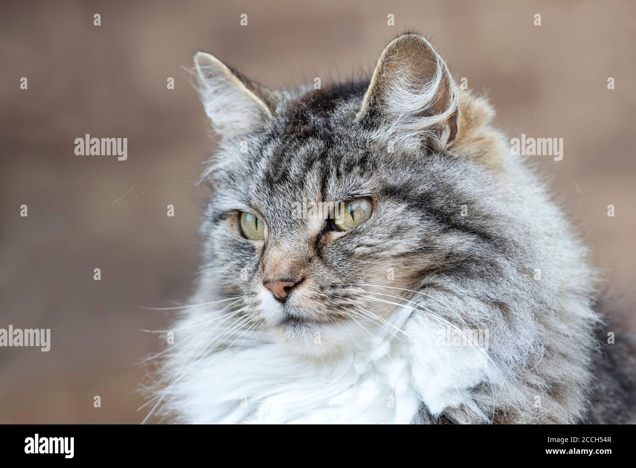 Primo piano di un gatto domestico grigio dai capelli lunghi su sfondo chiaro. Foto Stock