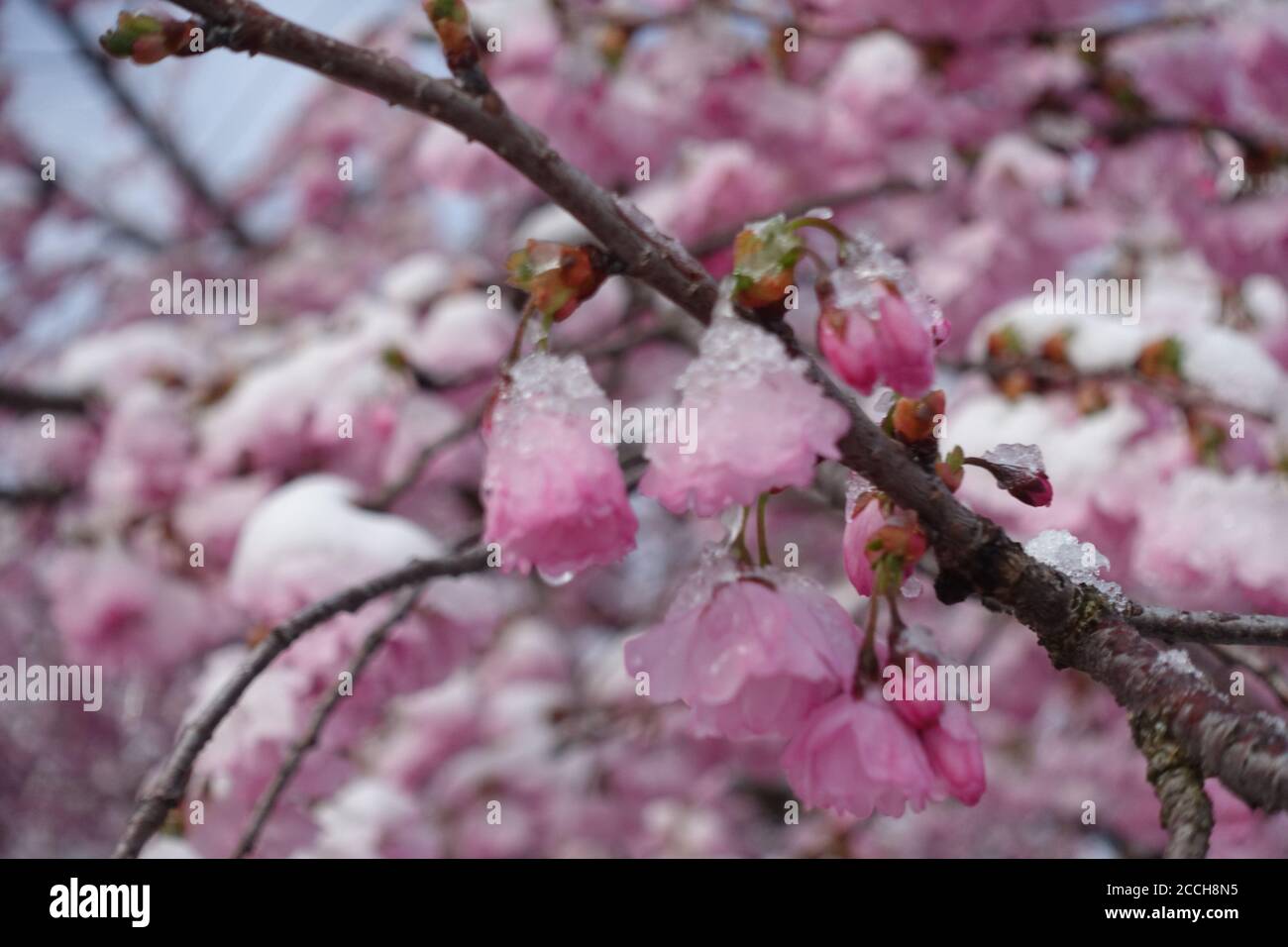 Fiori di ciliegio ricoperti di ghiaccio, visti nell'Olympiapark di monaco Foto Stock