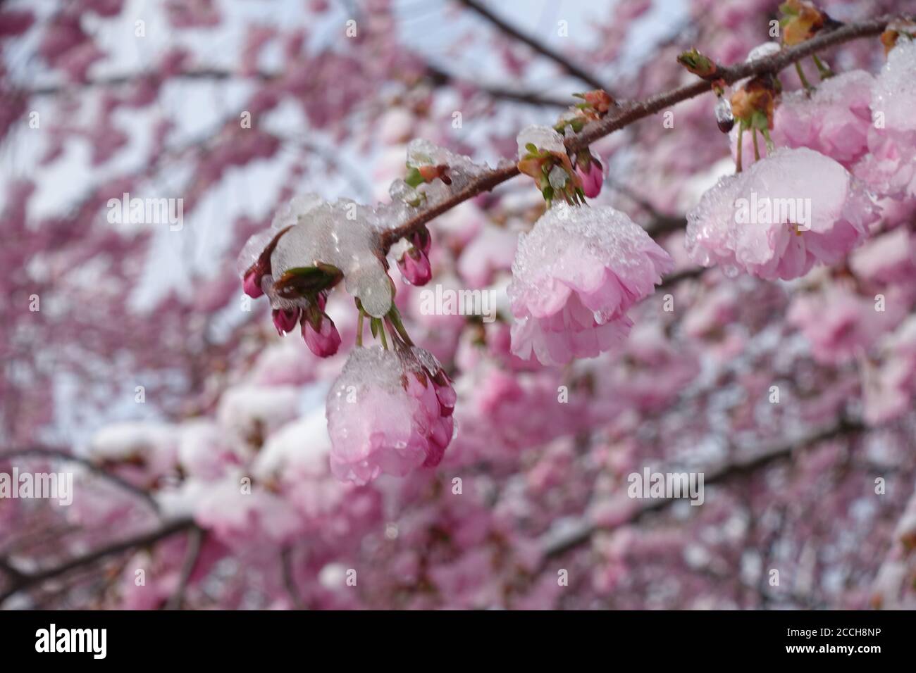 Fiori di ciliegio ricoperti di ghiaccio, visti nell'Olympiapark di monaco Foto Stock