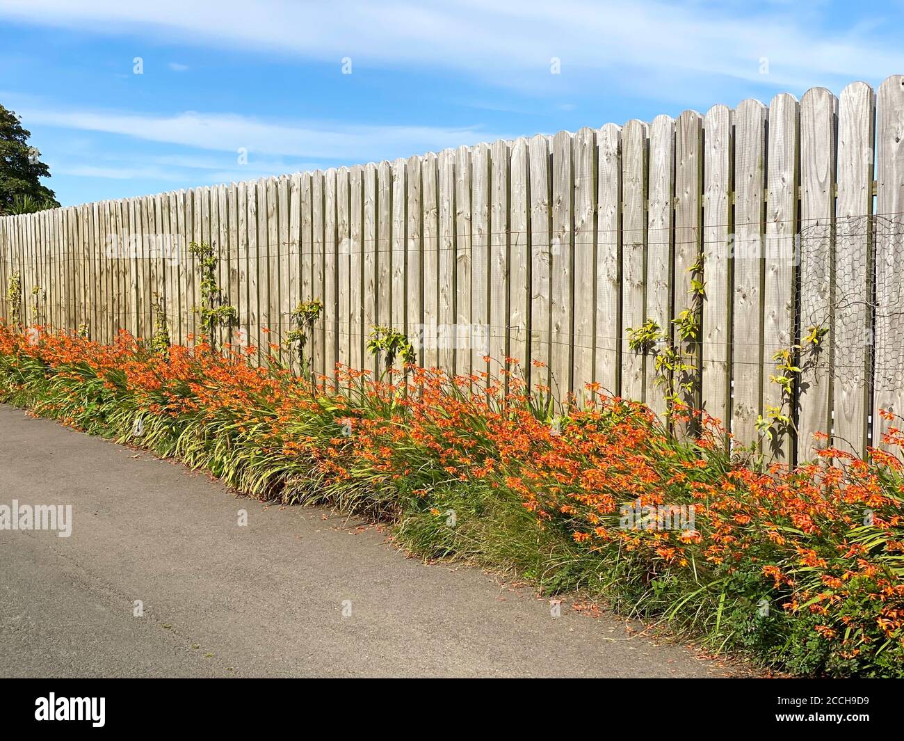 Splendide piante di Montbretia che fiorono su una strada dell'isola Dell'uomo Foto Stock